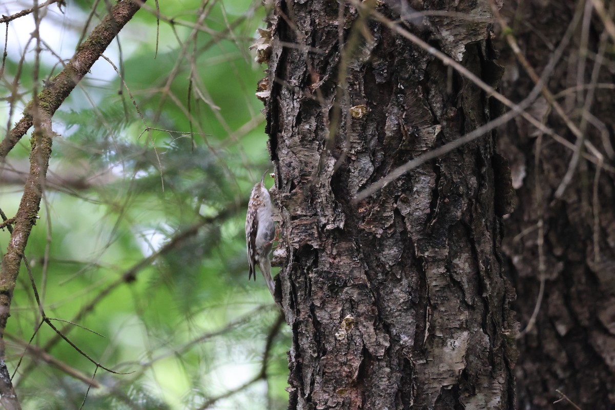 Brown Creeper - ML620546122