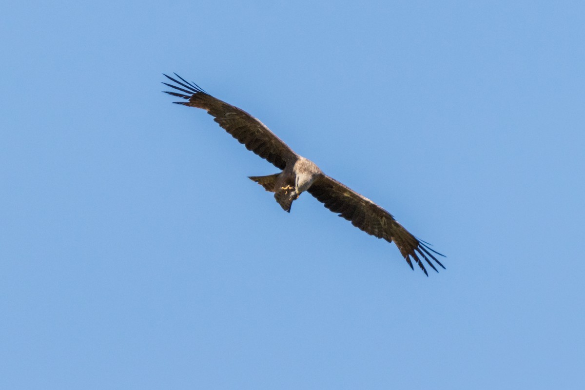 Black Kite - ML620546128