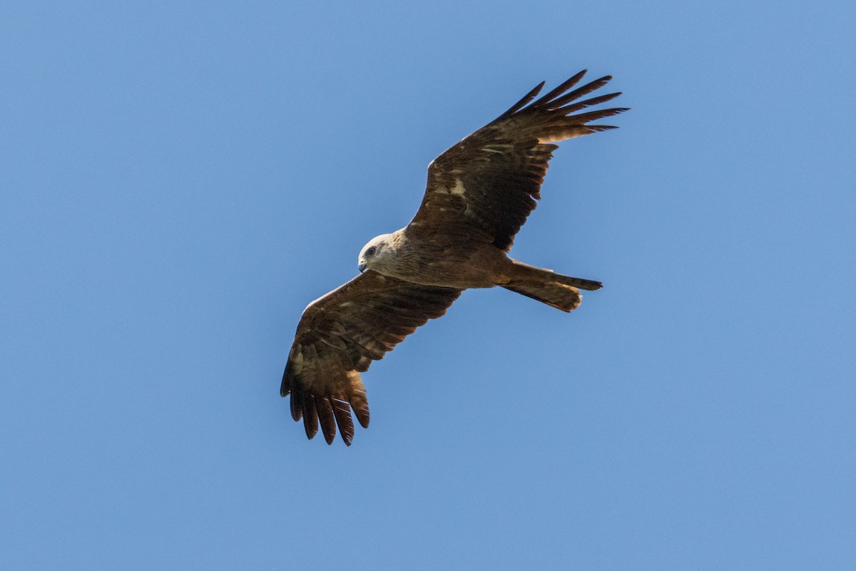 Black Kite - ML620546130