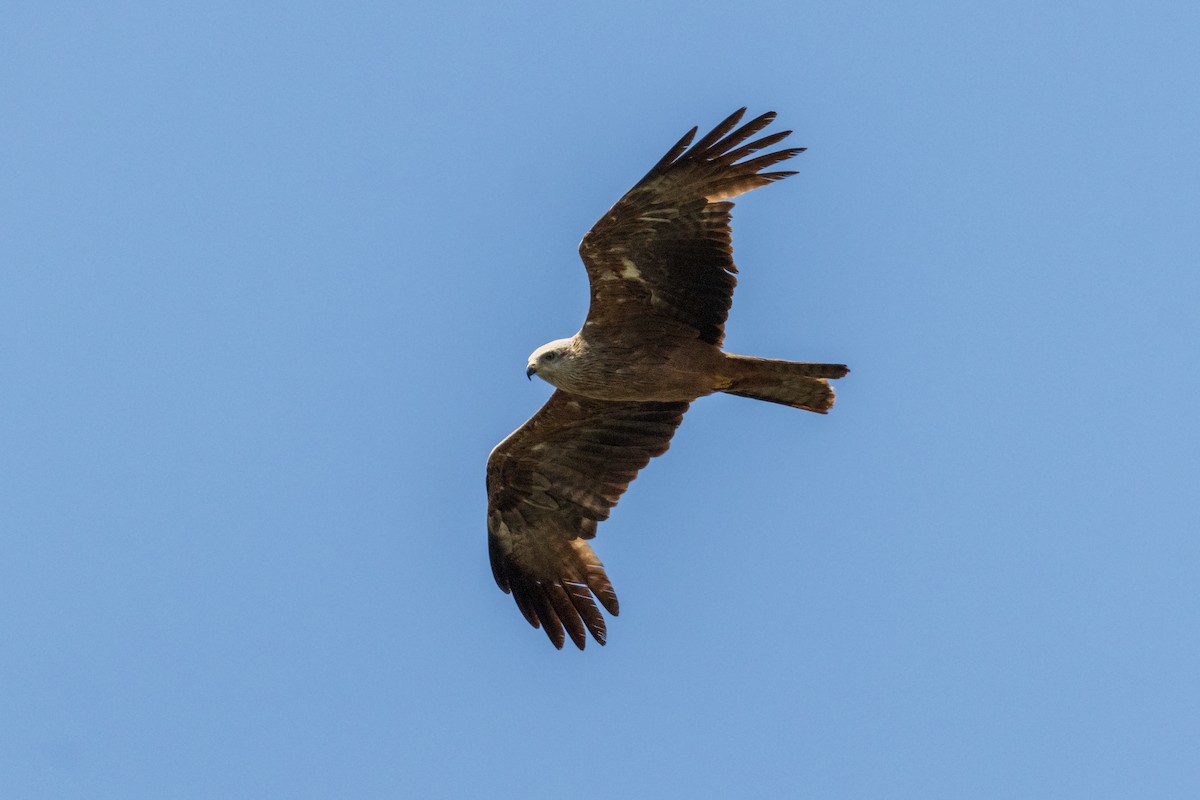 Black Kite - ML620546132