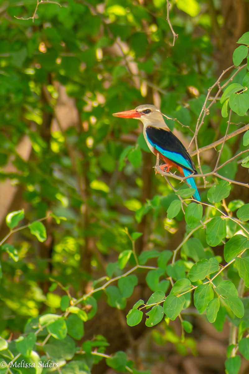 Gray-headed Kingfisher - ML620546133