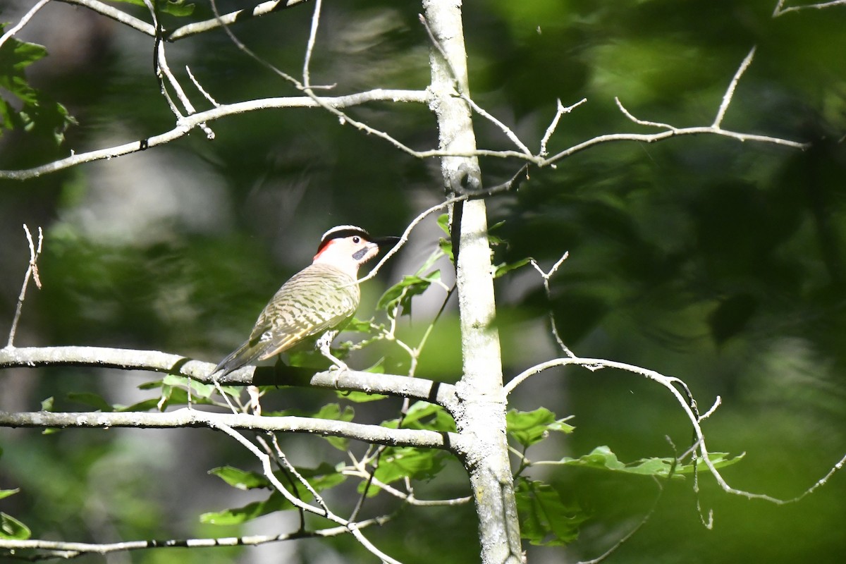 Northern Flicker - Kazumi Ohira