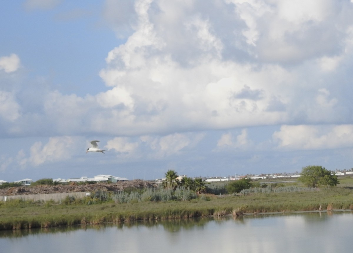 Forster's Tern - ML620546136