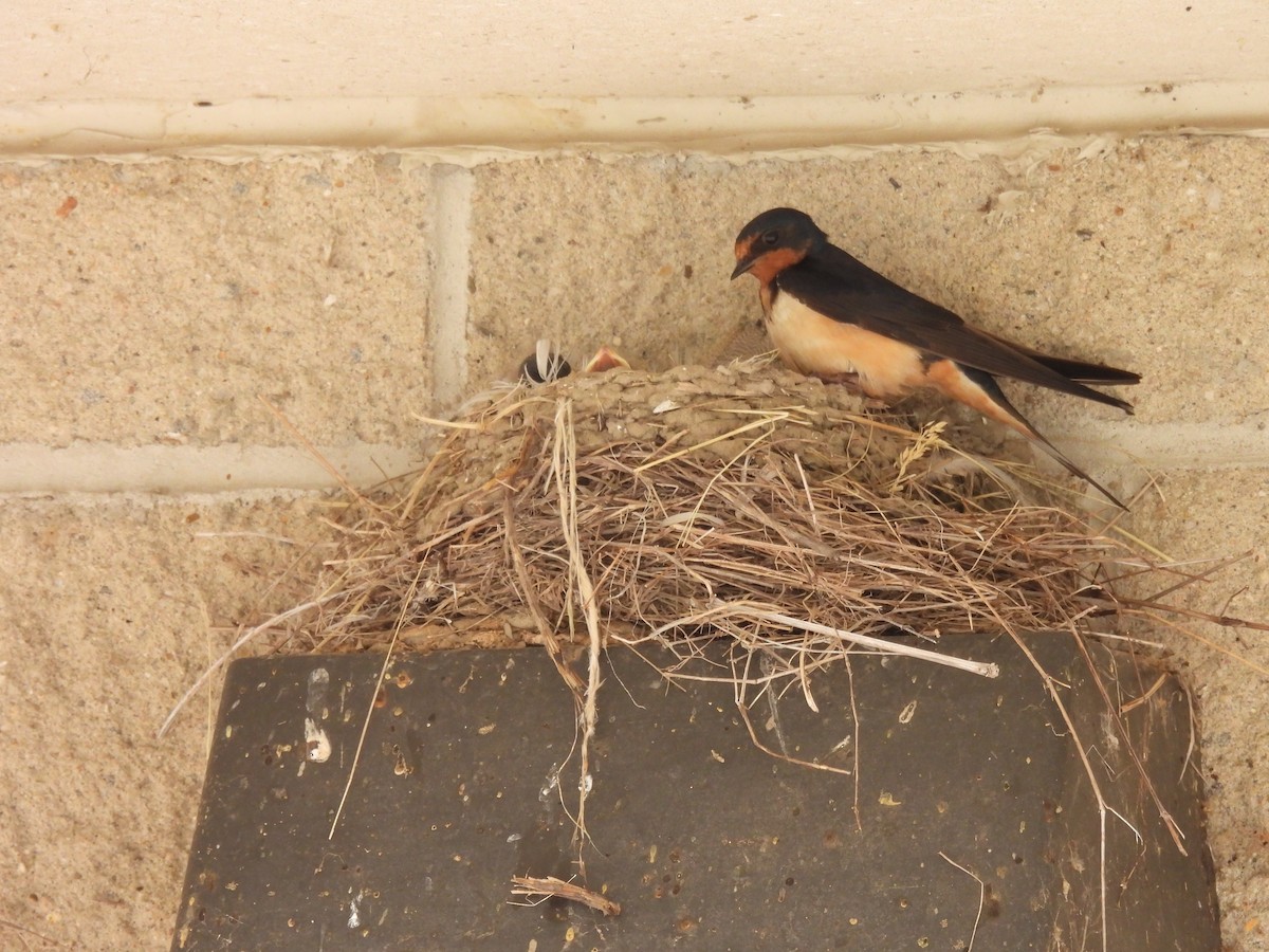 Barn Swallow - ML620546137