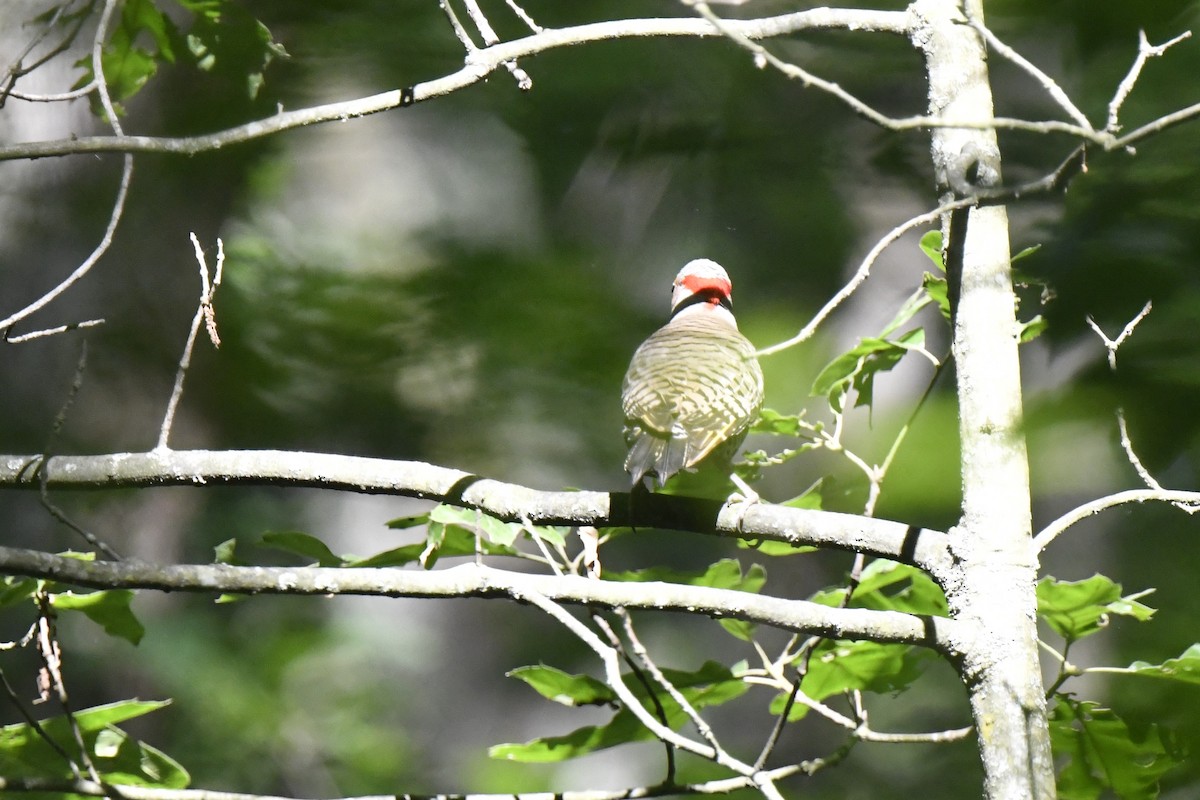 Northern Flicker - ML620546144