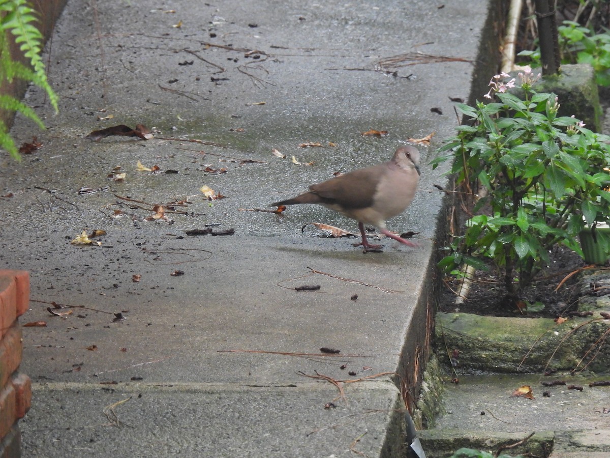 White-tipped Dove - ML620546147