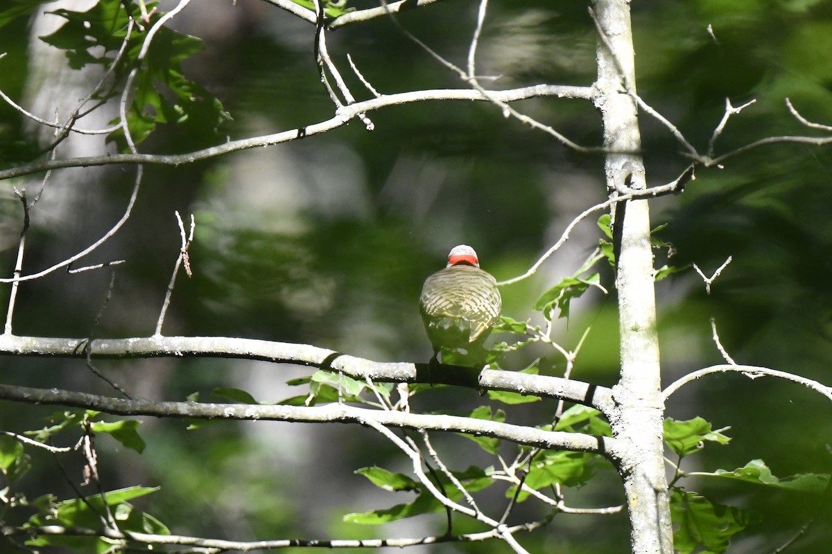 Northern Flicker - ML620546148