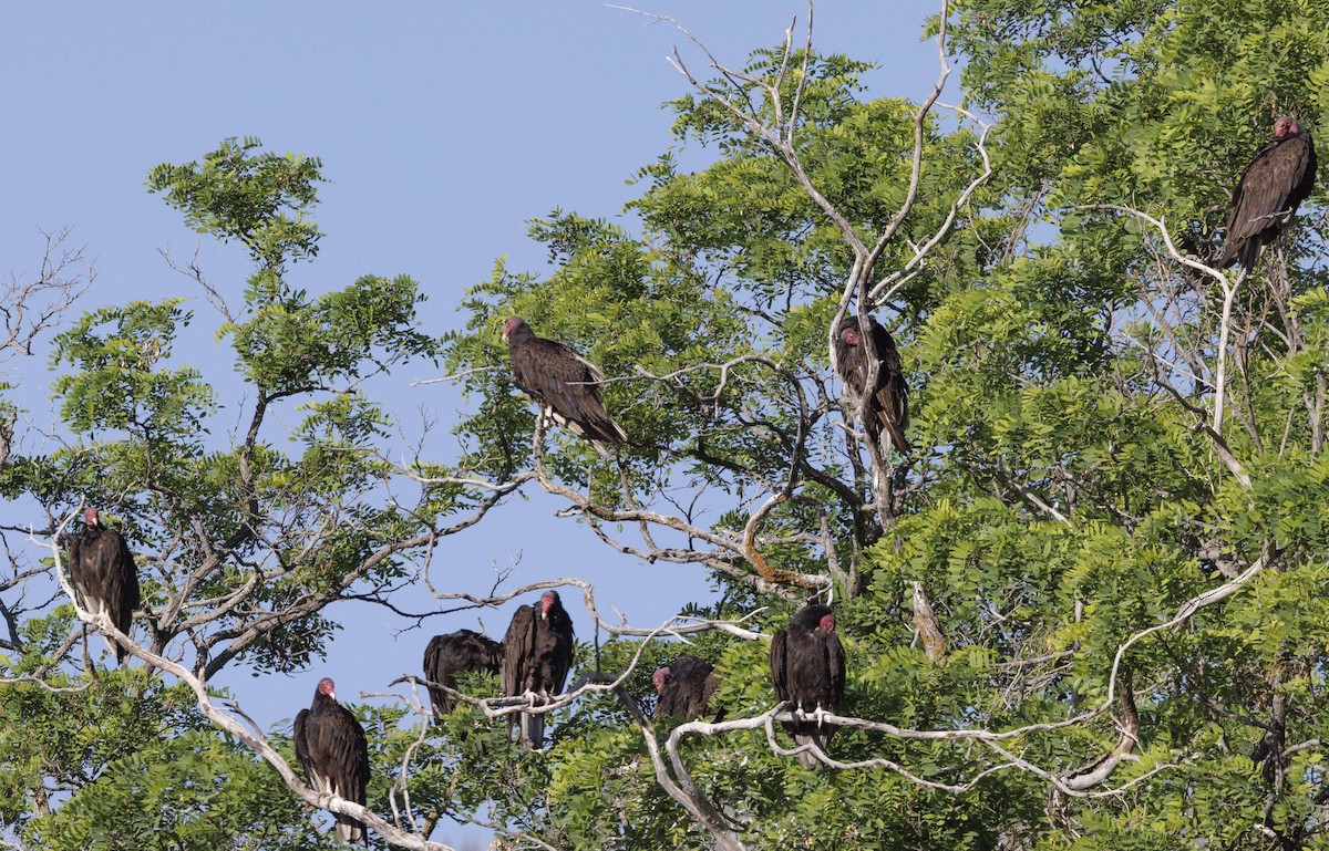 Turkey Vulture - ML620546152