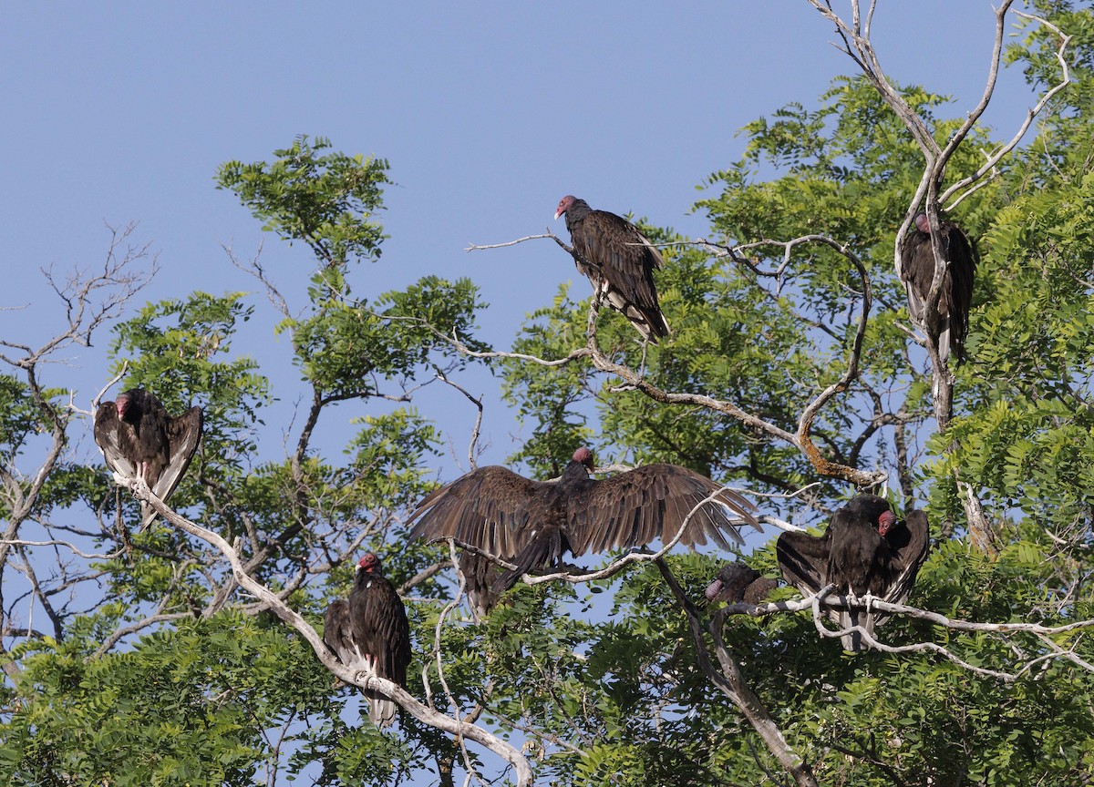 Turkey Vulture - ML620546153