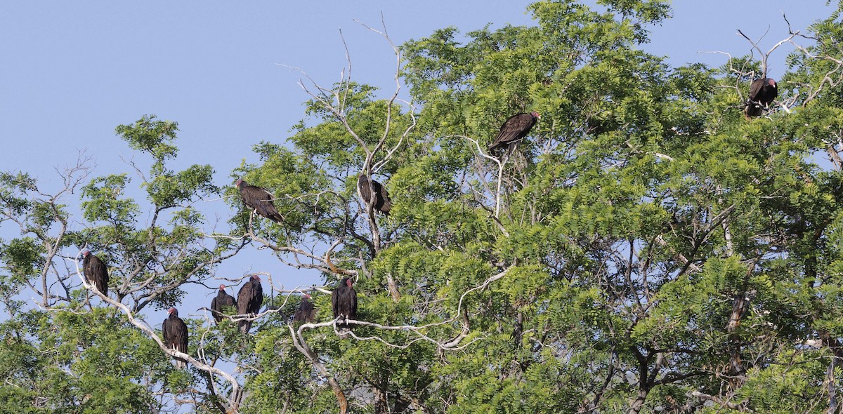 Turkey Vulture - ML620546154