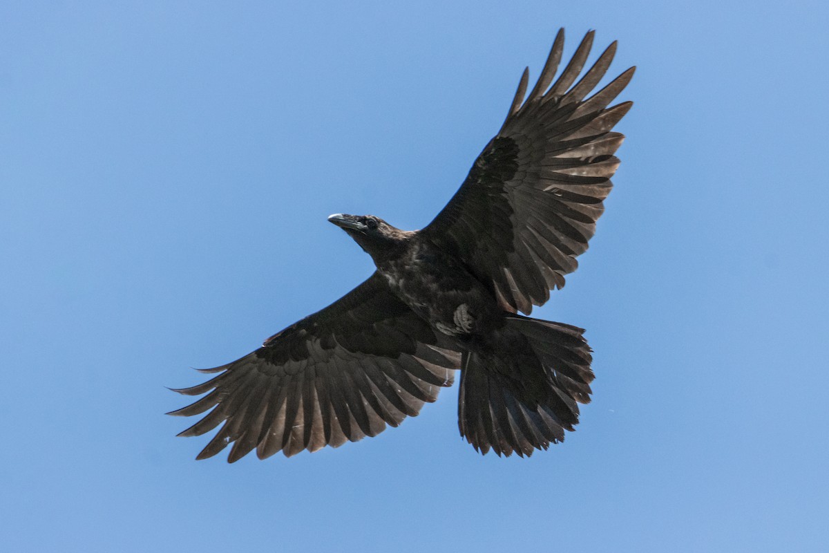 Common Raven - ML620546157
