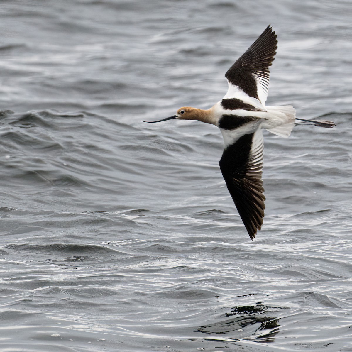 American Avocet - ML620546159