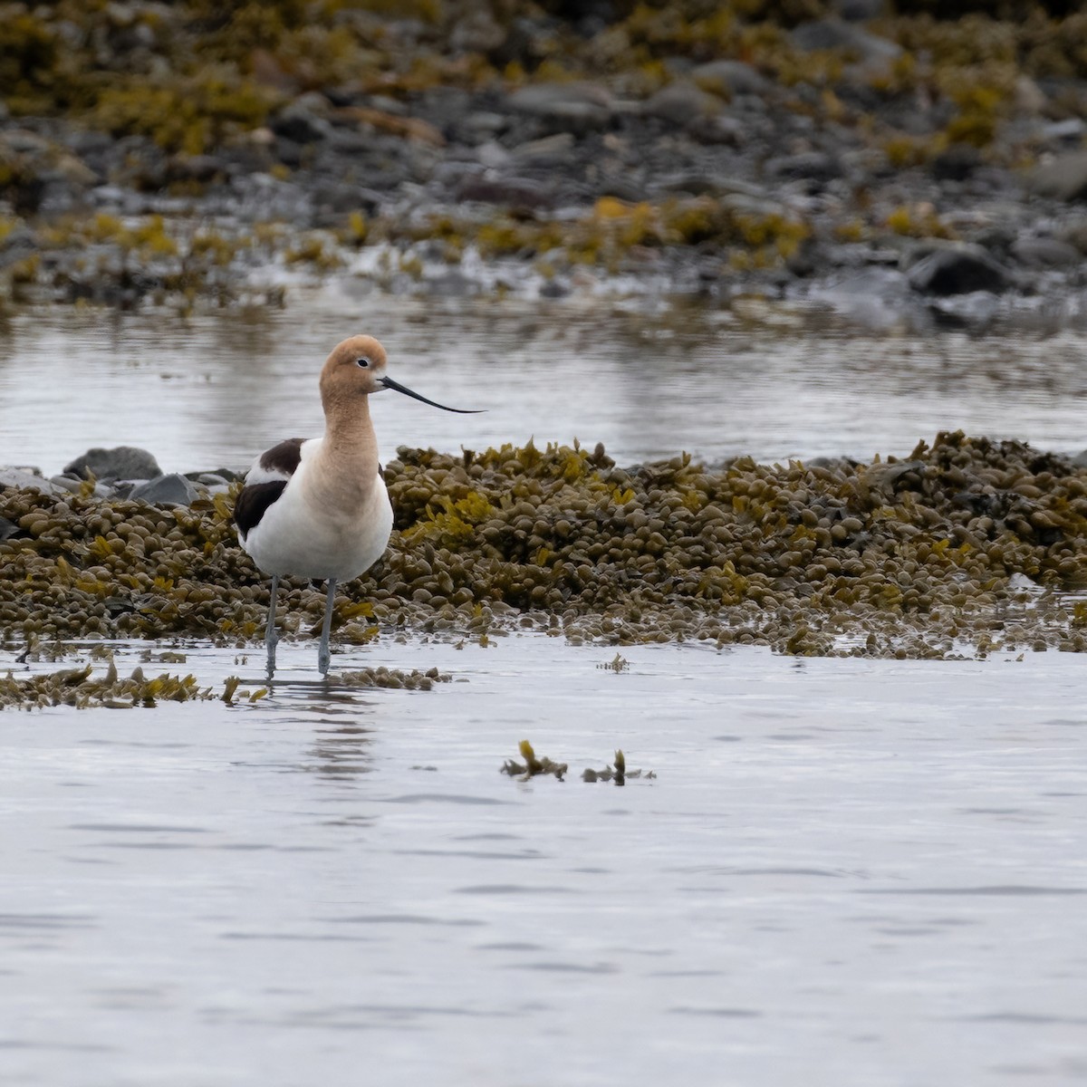 American Avocet - ML620546161