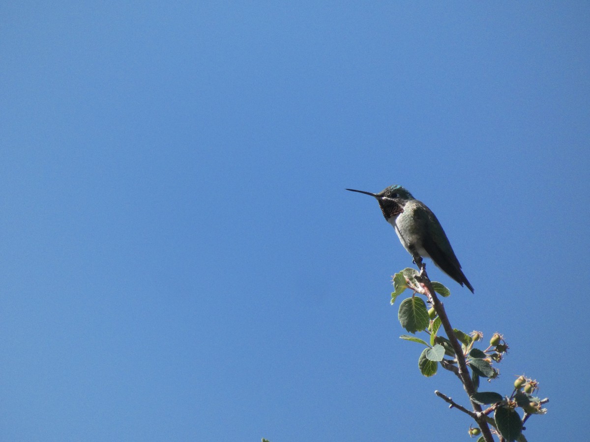 Broad-tailed Hummingbird - ML620546166