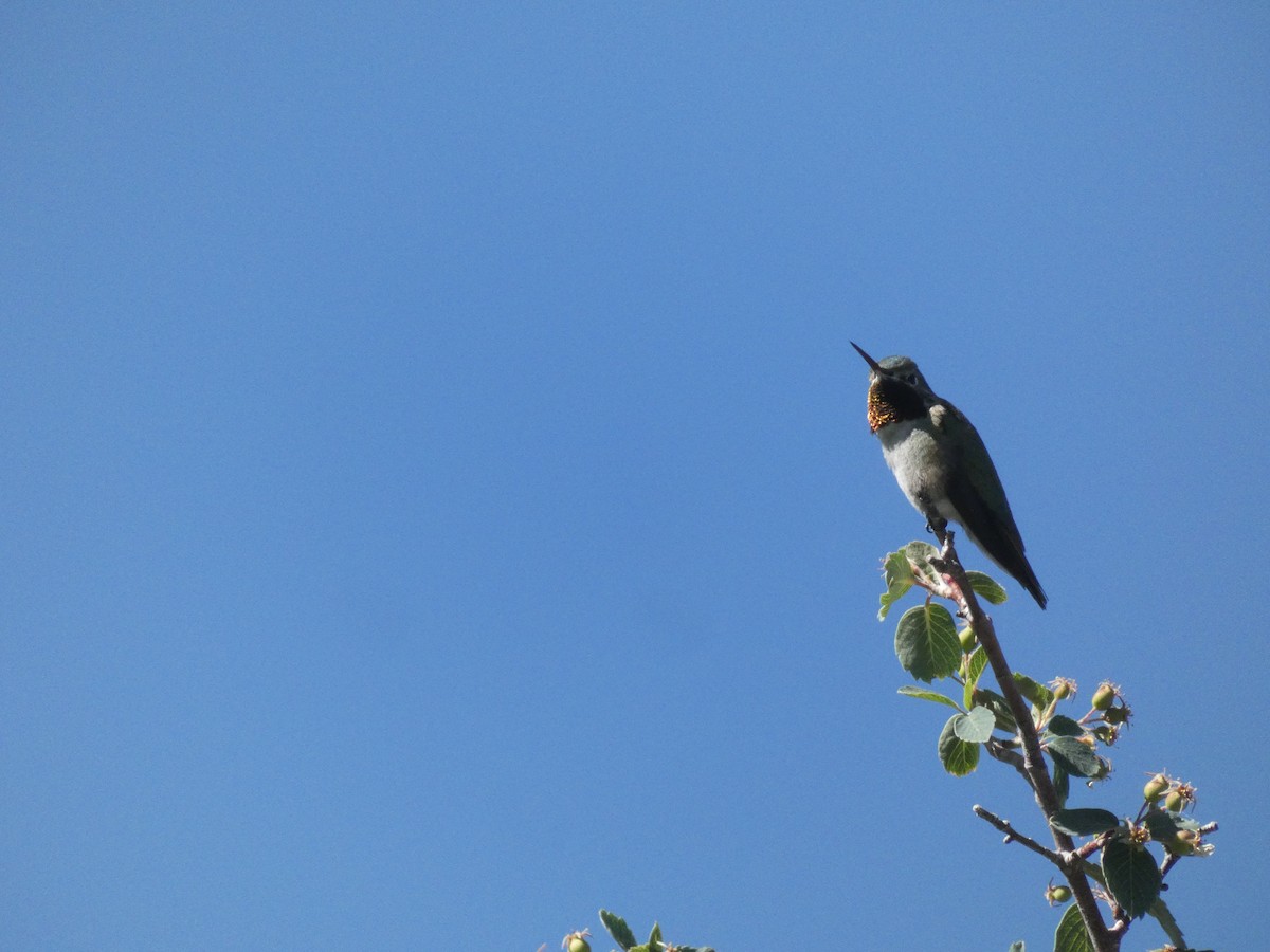 Broad-tailed Hummingbird - ML620546170