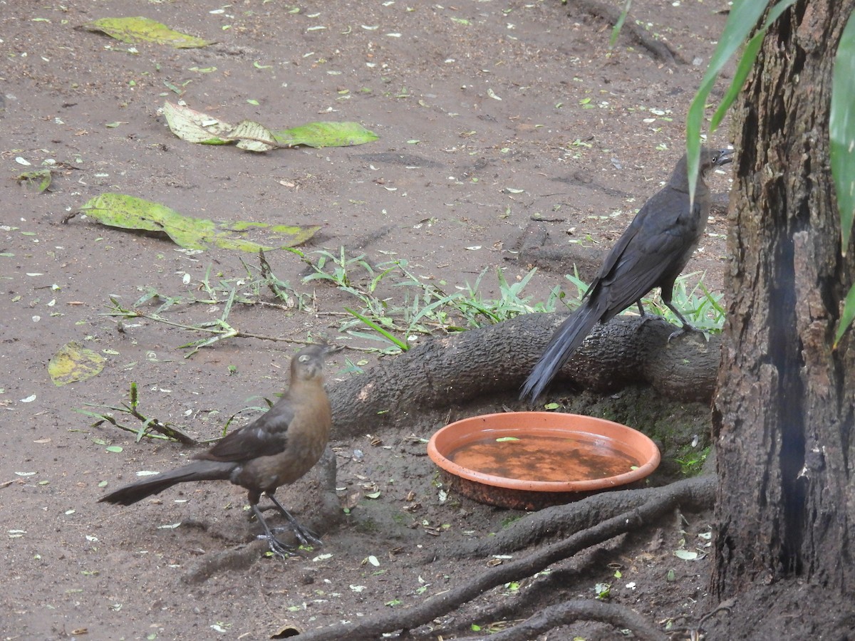 Great-tailed Grackle - ML620546172