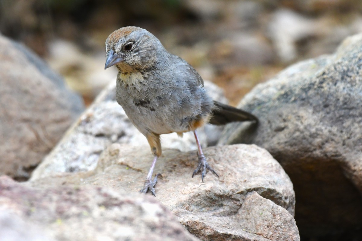 Canyon Towhee - ML620546187