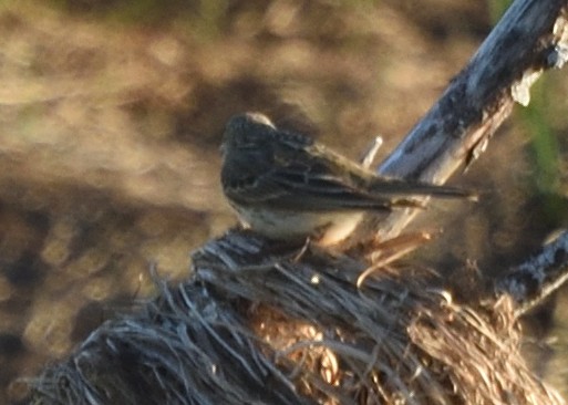 Meadow Pipit - ML620546190