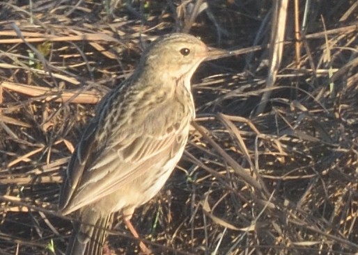 Meadow Pipit - ML620546191