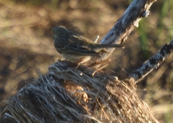 Meadow Pipit - Guy Babineau