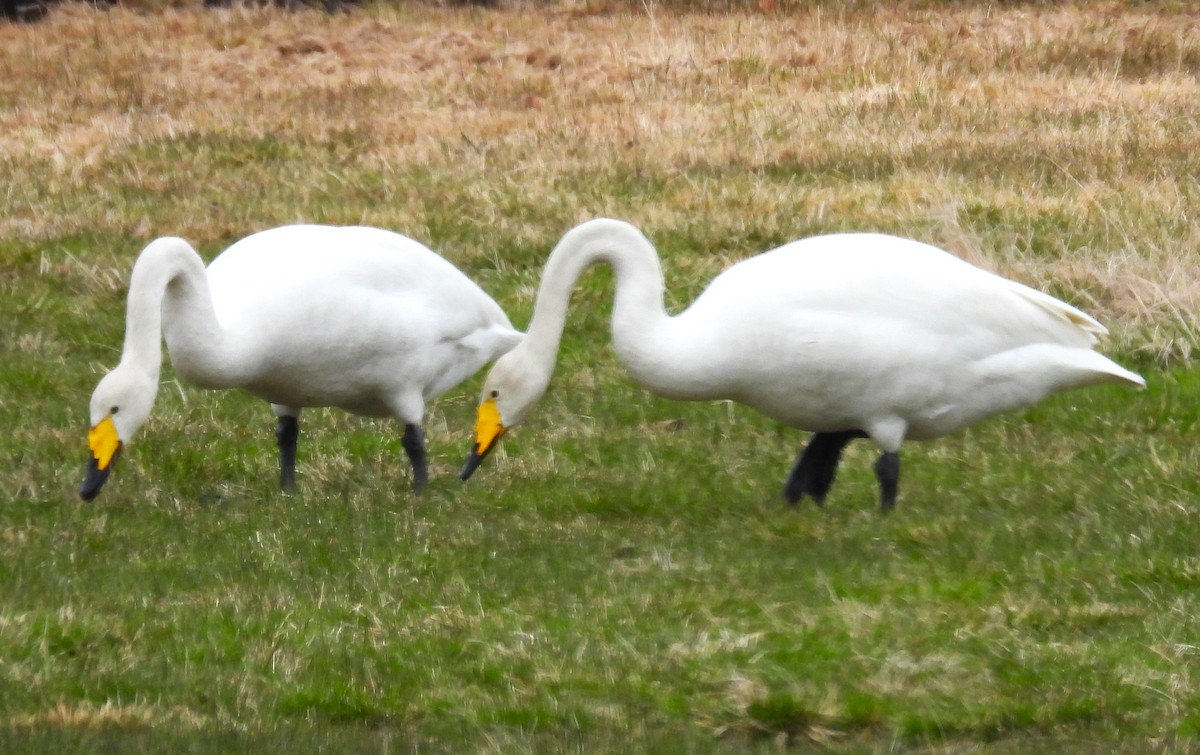 Whooper Swan - ML620546193