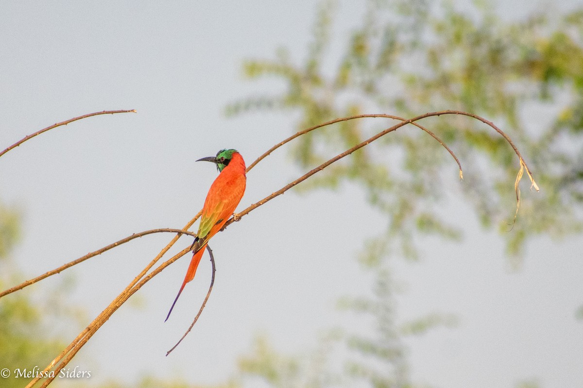 Northern Carmine Bee-eater - ML620546215