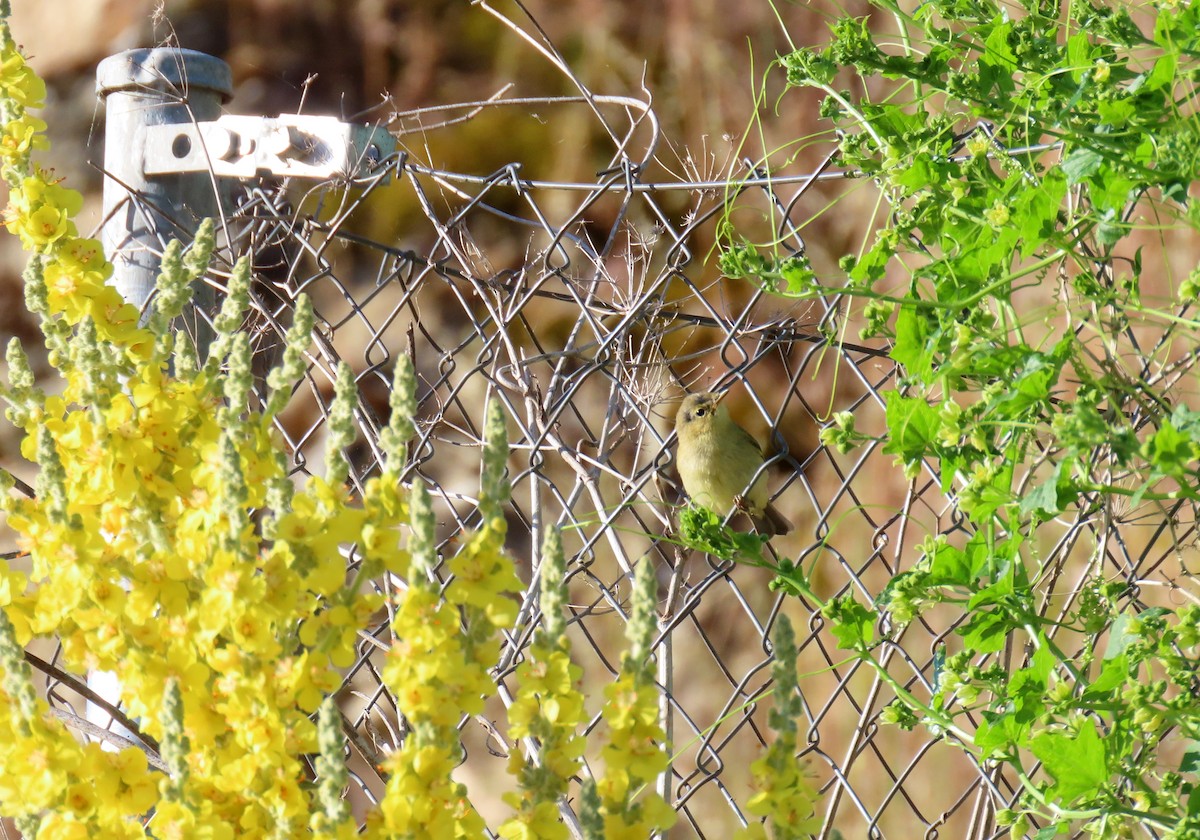 Iberian Chiffchaff - ML620546218