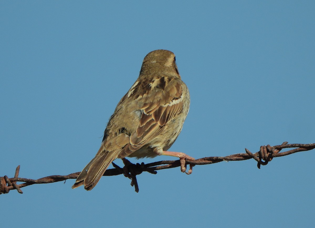 Spanish Sparrow - ML620546223