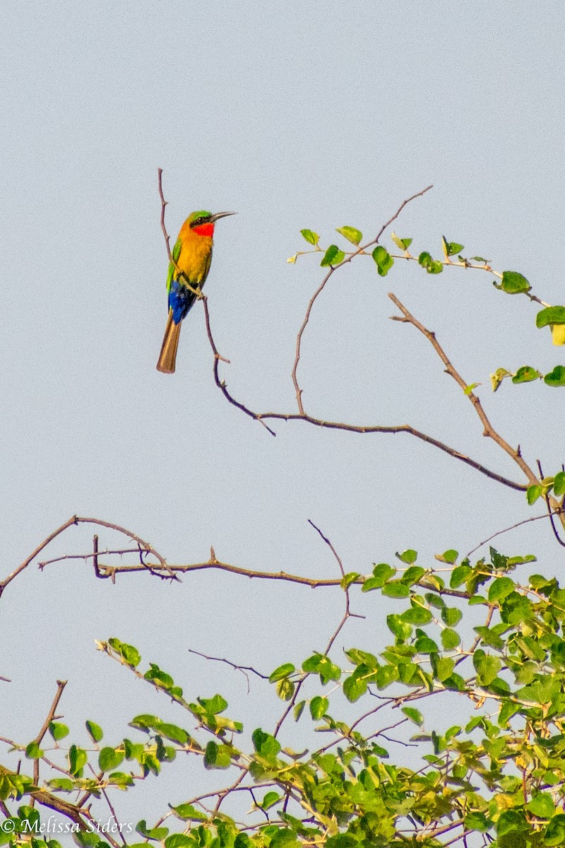 Red-throated Bee-eater - ML620546228