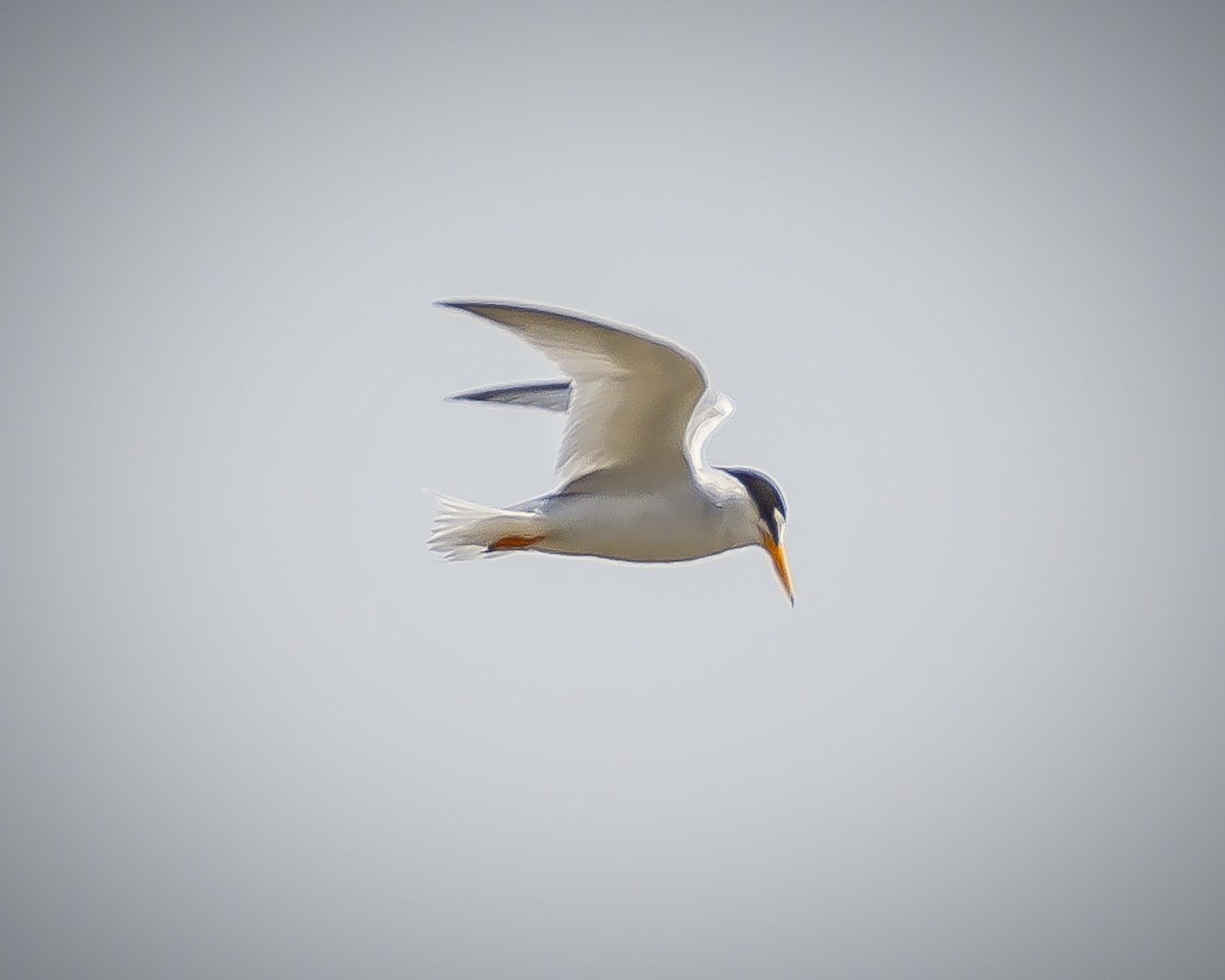 Least Tern - ML620546233