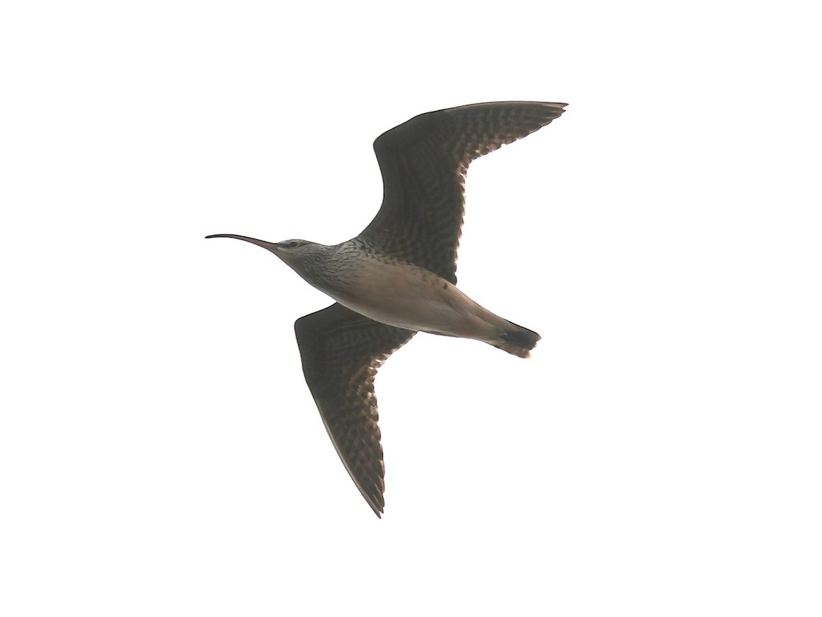 Bristle-thighed Curlew - ML620546238