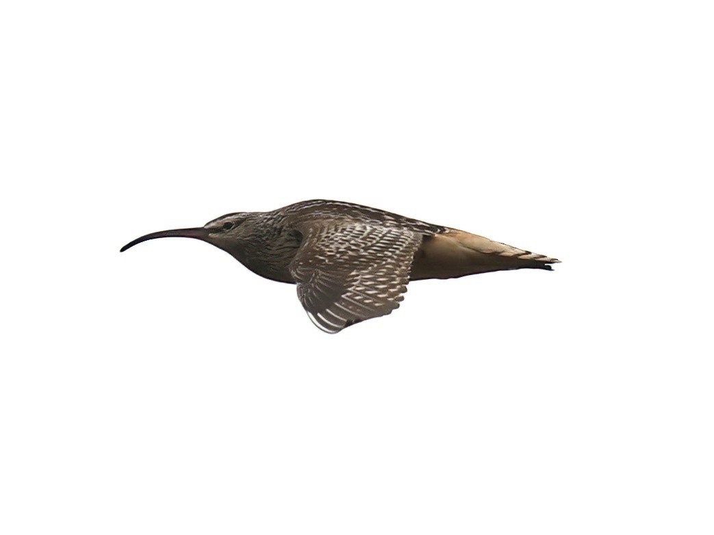 Bristle-thighed Curlew - ML620546243