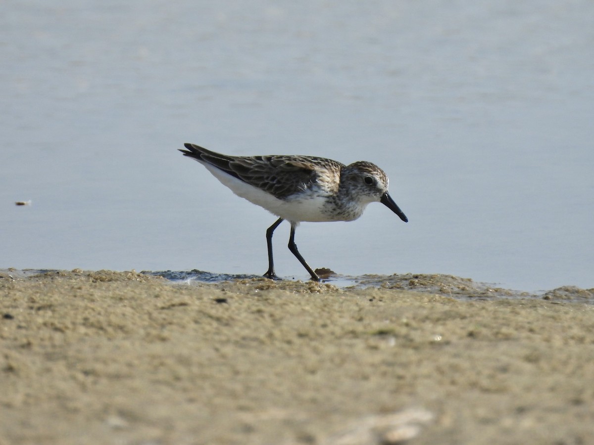 Semipalmated Sandpiper - ML620546248