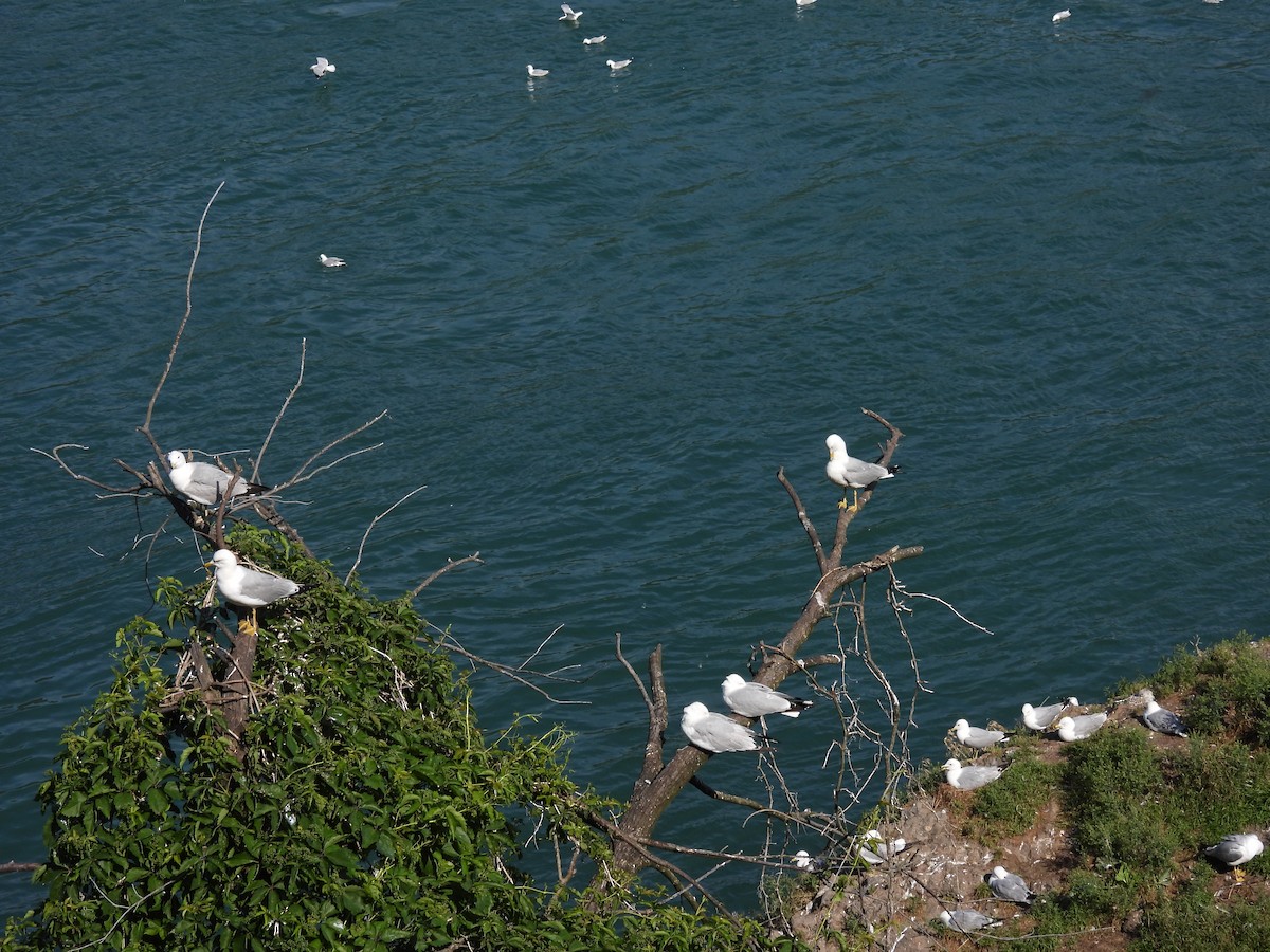 Ring-billed Gull - ML620546255