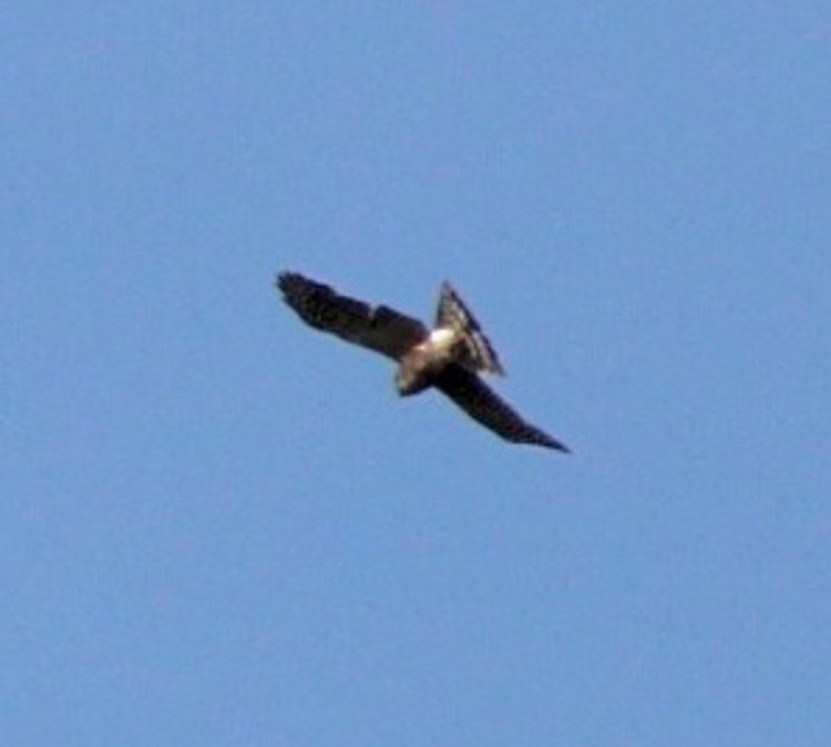 Broad-winged Hawk - ML620546276