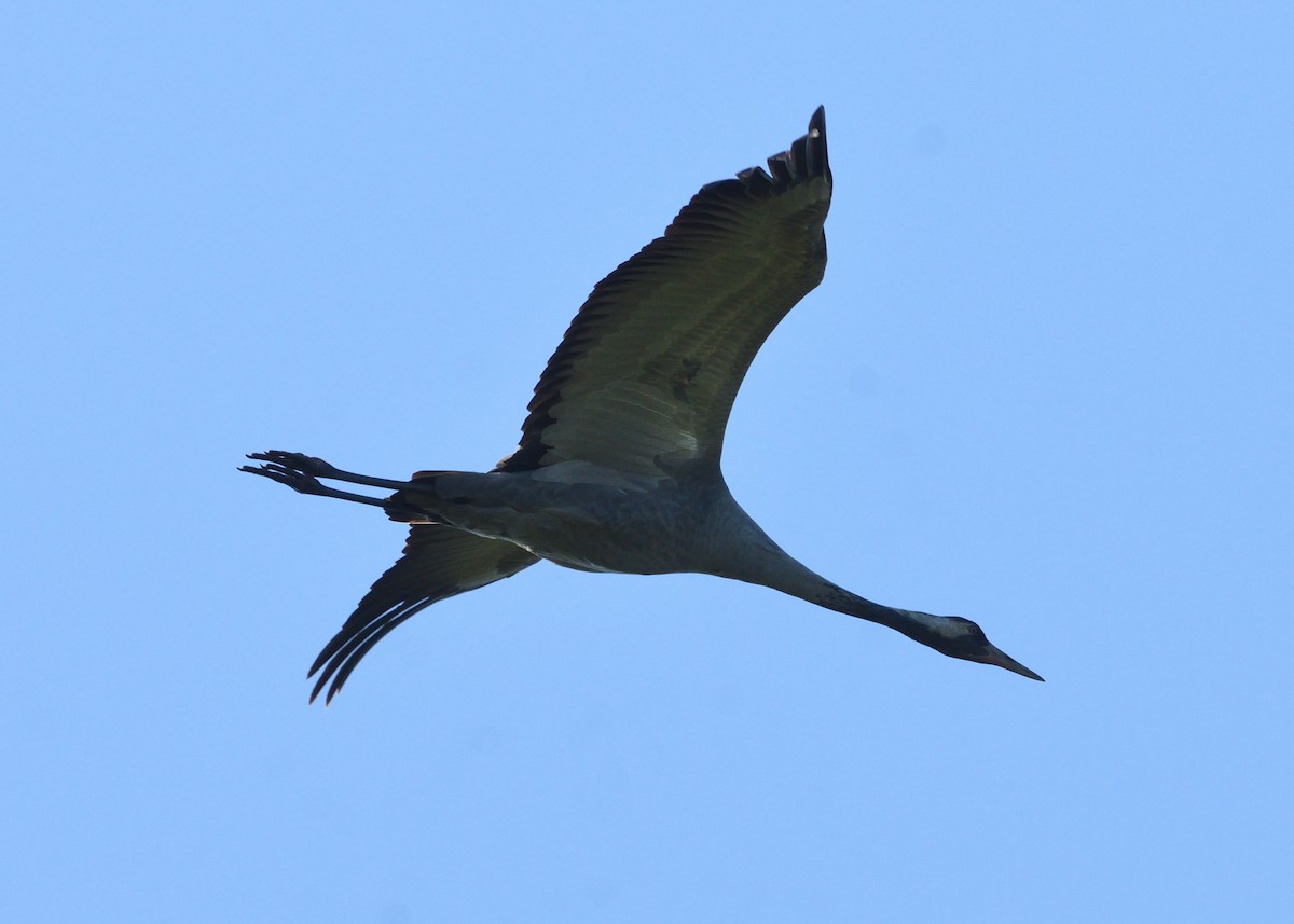 Grulla Común - ML620546278