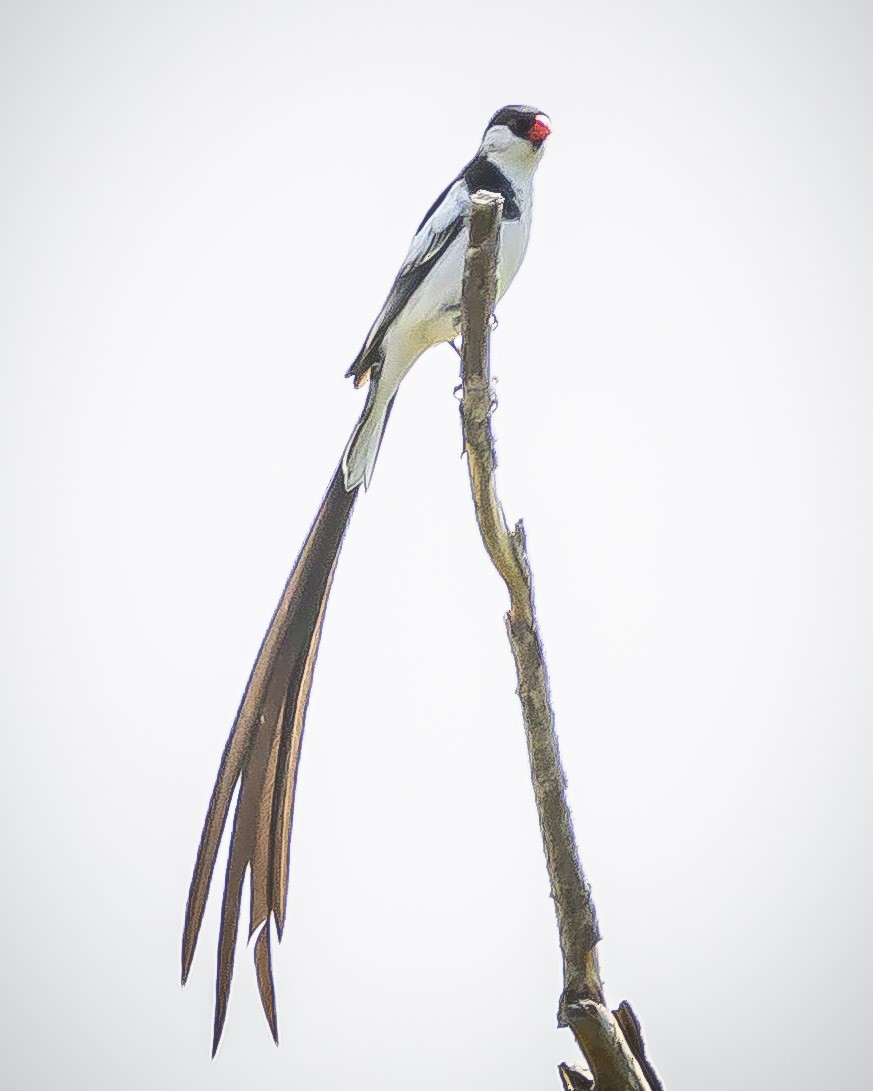 Pin-tailed Whydah - ML620546280