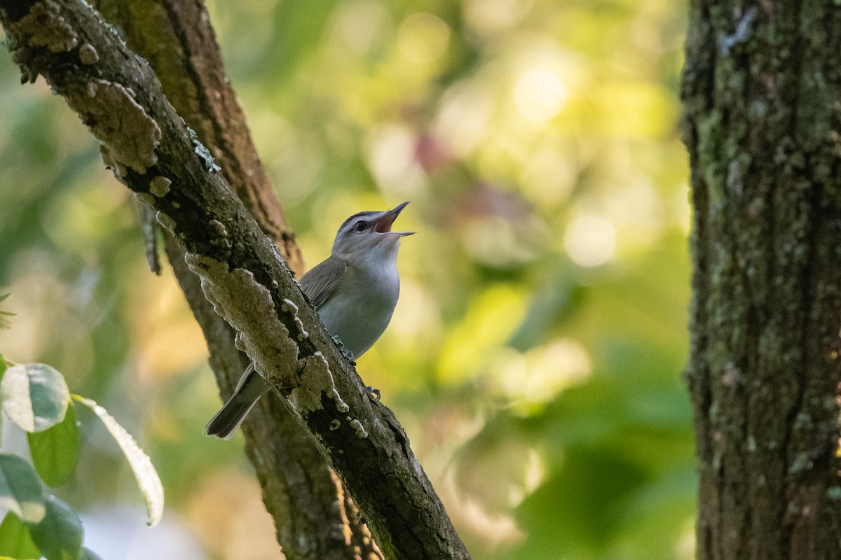 Red-eyed Vireo - ML620546292