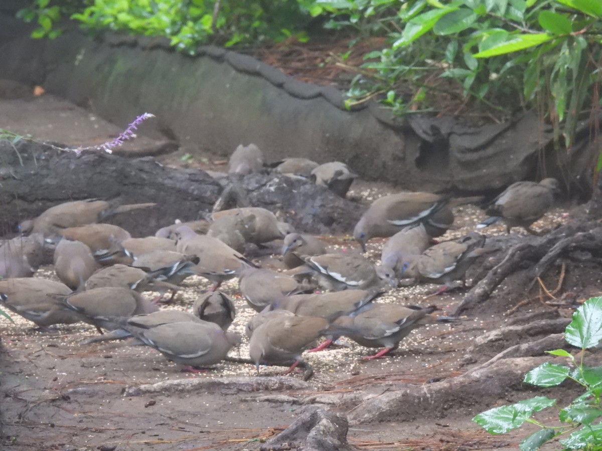 White-winged Dove - ML620546297