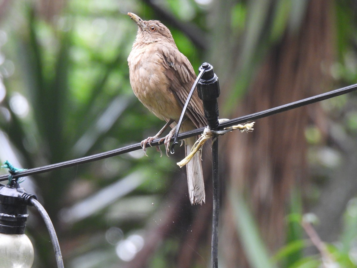 Clay-colored Thrush - ML620546302