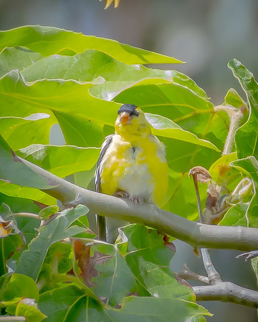 Chardonneret jaune - ML620546317