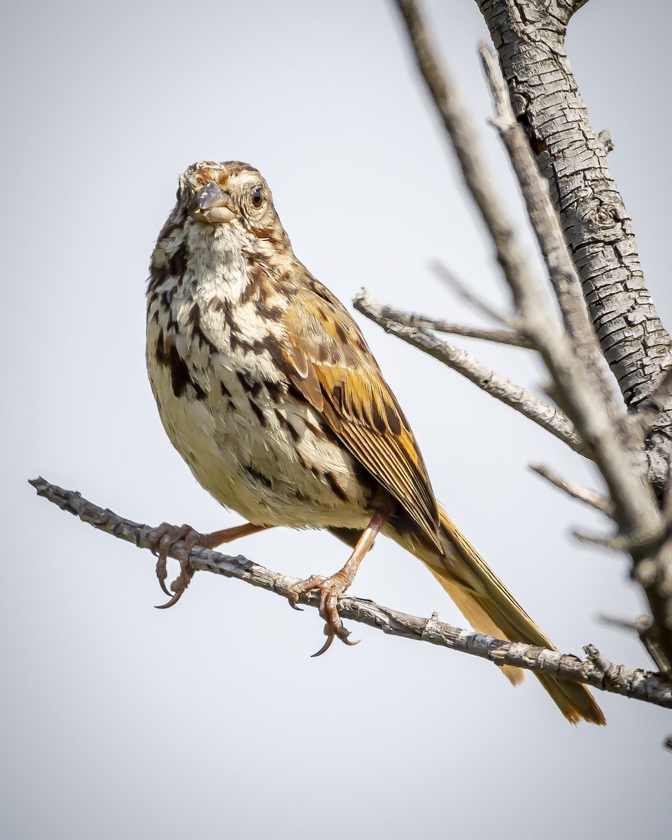 Song Sparrow - ML620546318