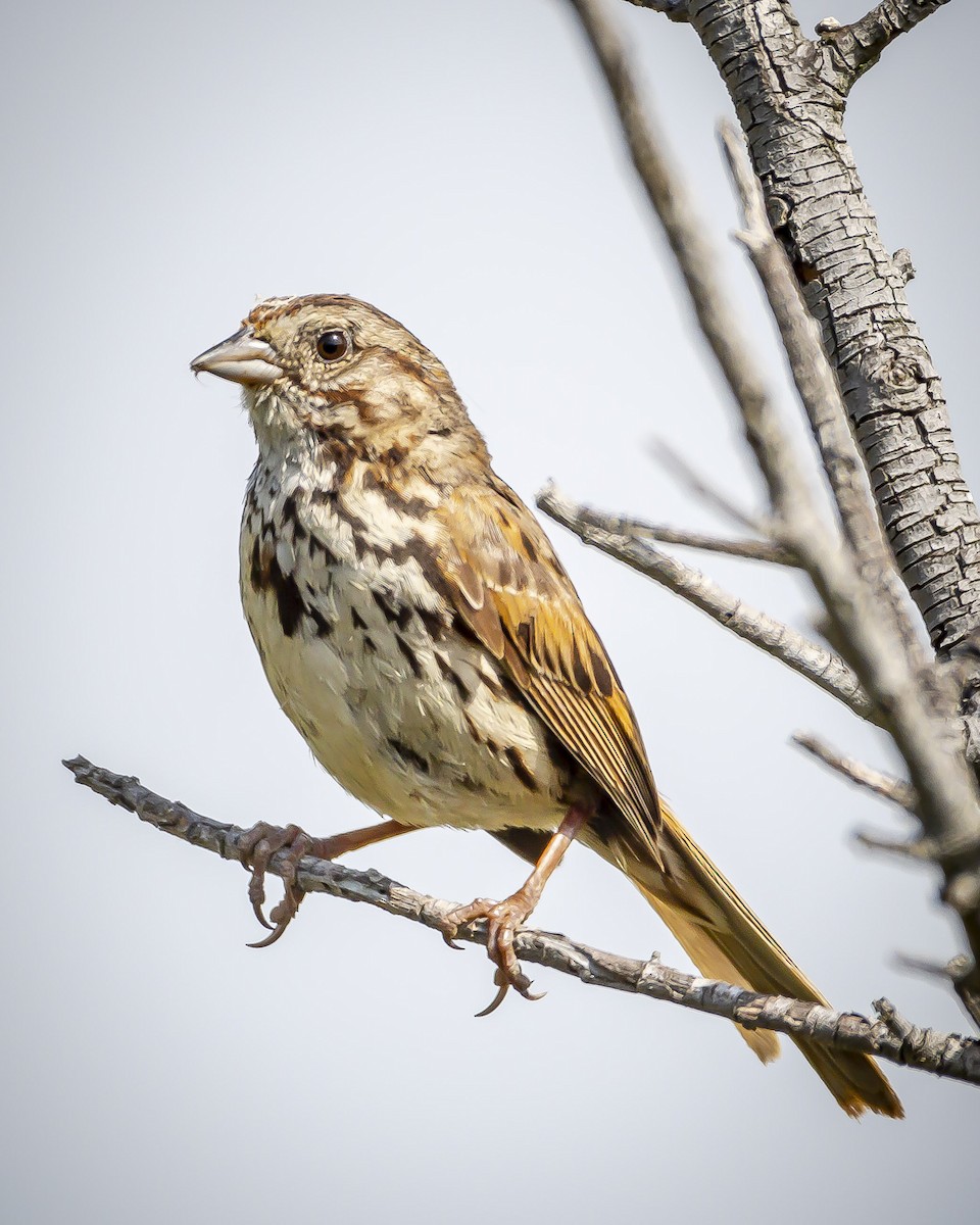 Song Sparrow - ML620546320