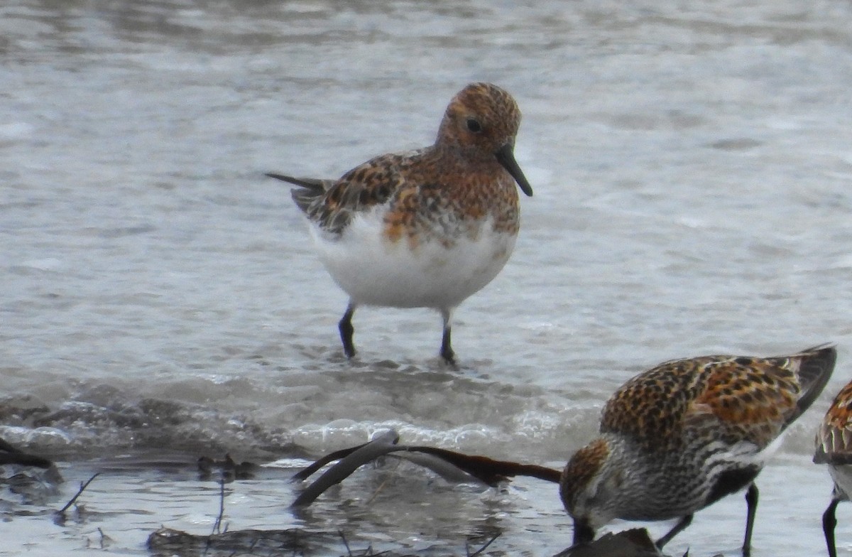 Bécasseau sanderling - ML620546321