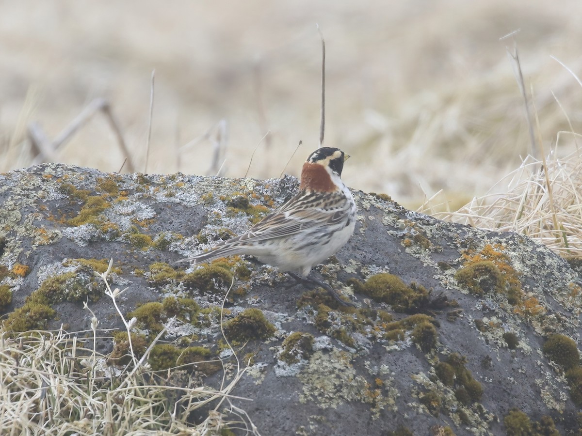 Lapland Longspur - ML620546325