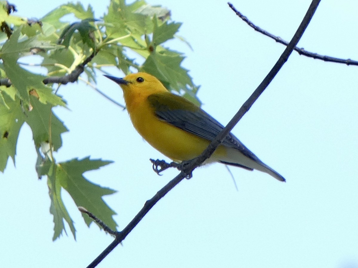 Prothonotary Warbler - ML620546326