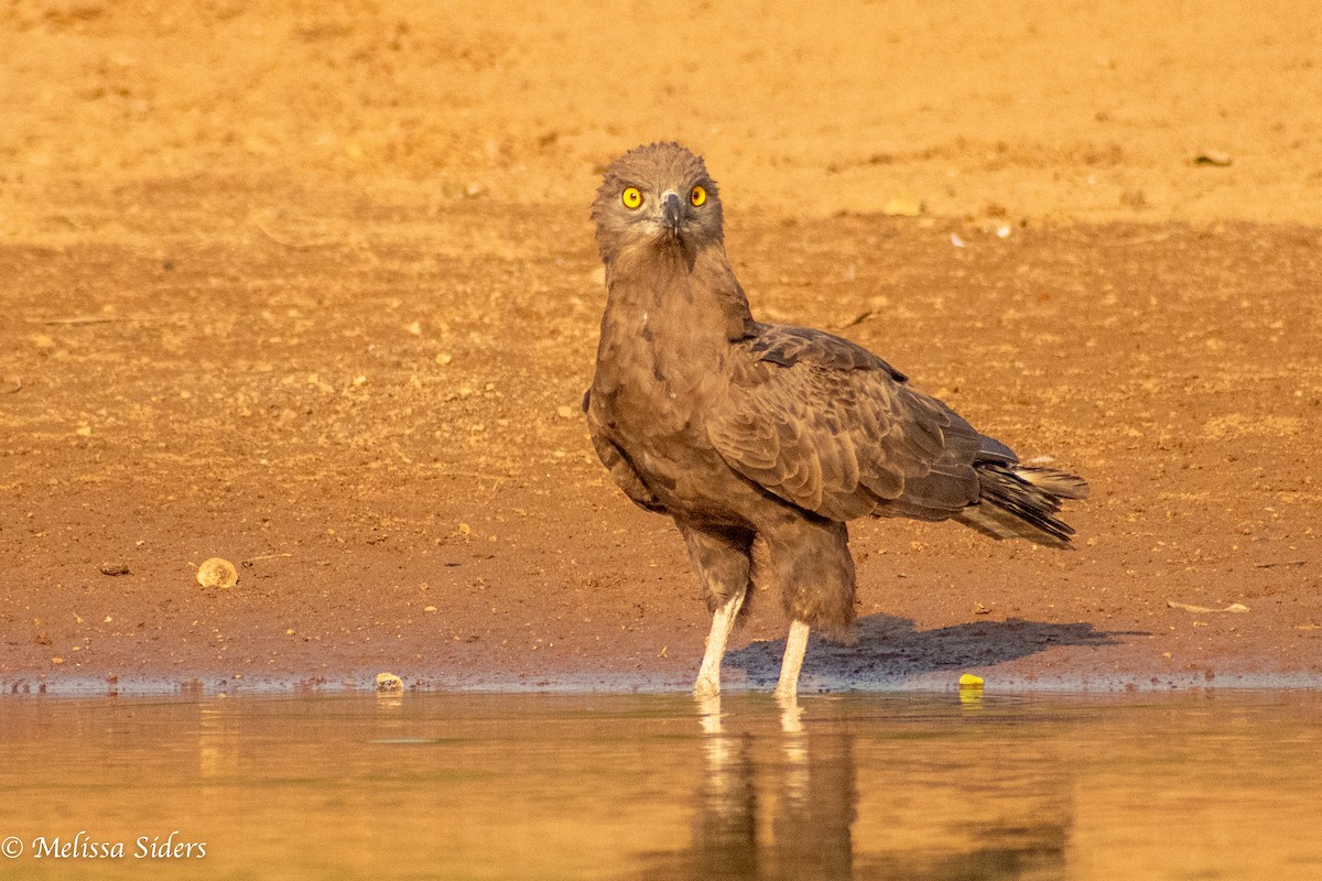 Brown Snake-Eagle - ML620546331