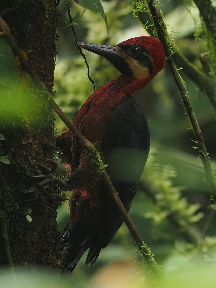 Crimson-bellied Woodpecker - ML620546338