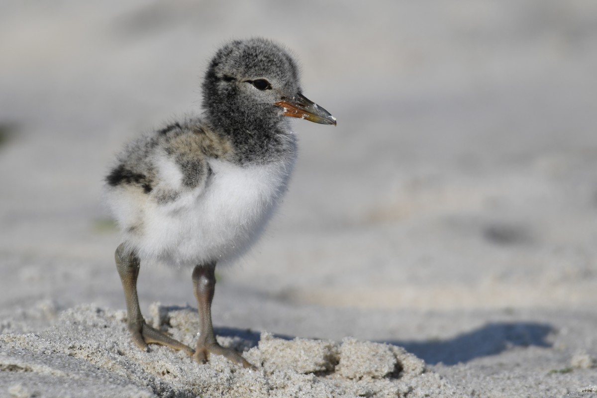 American Oystercatcher - ML620546342