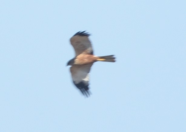 Western Marsh Harrier - ML620546344